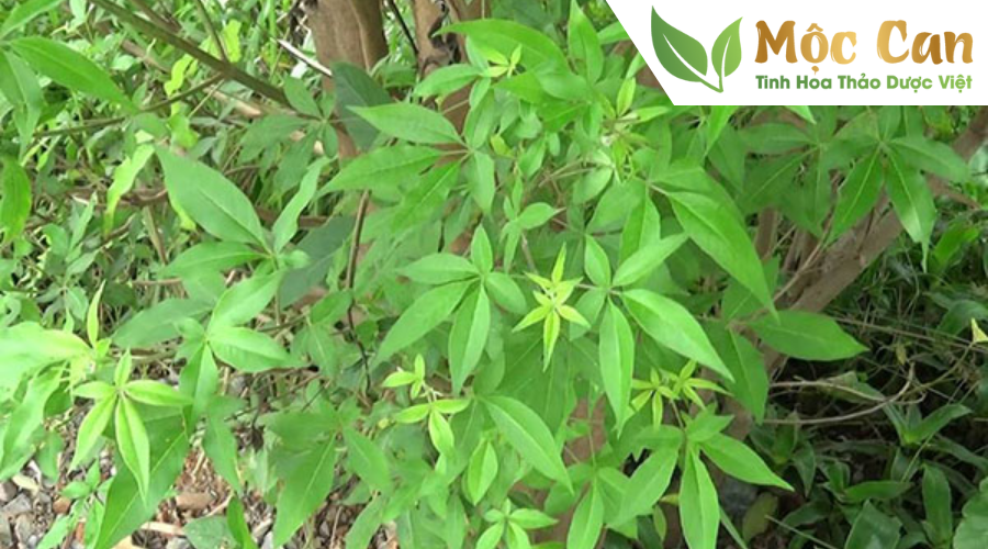 Giảo cổ lam chuẩn GACP - WHO là như thế nào? 1